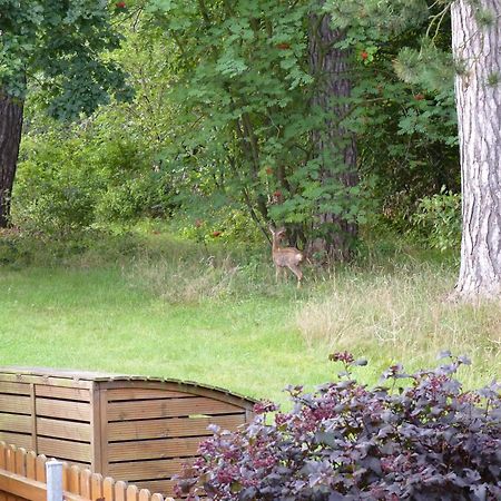 Ferienwohnung Im Wald Mit Kamin باد هازبرغ المظهر الخارجي الصورة