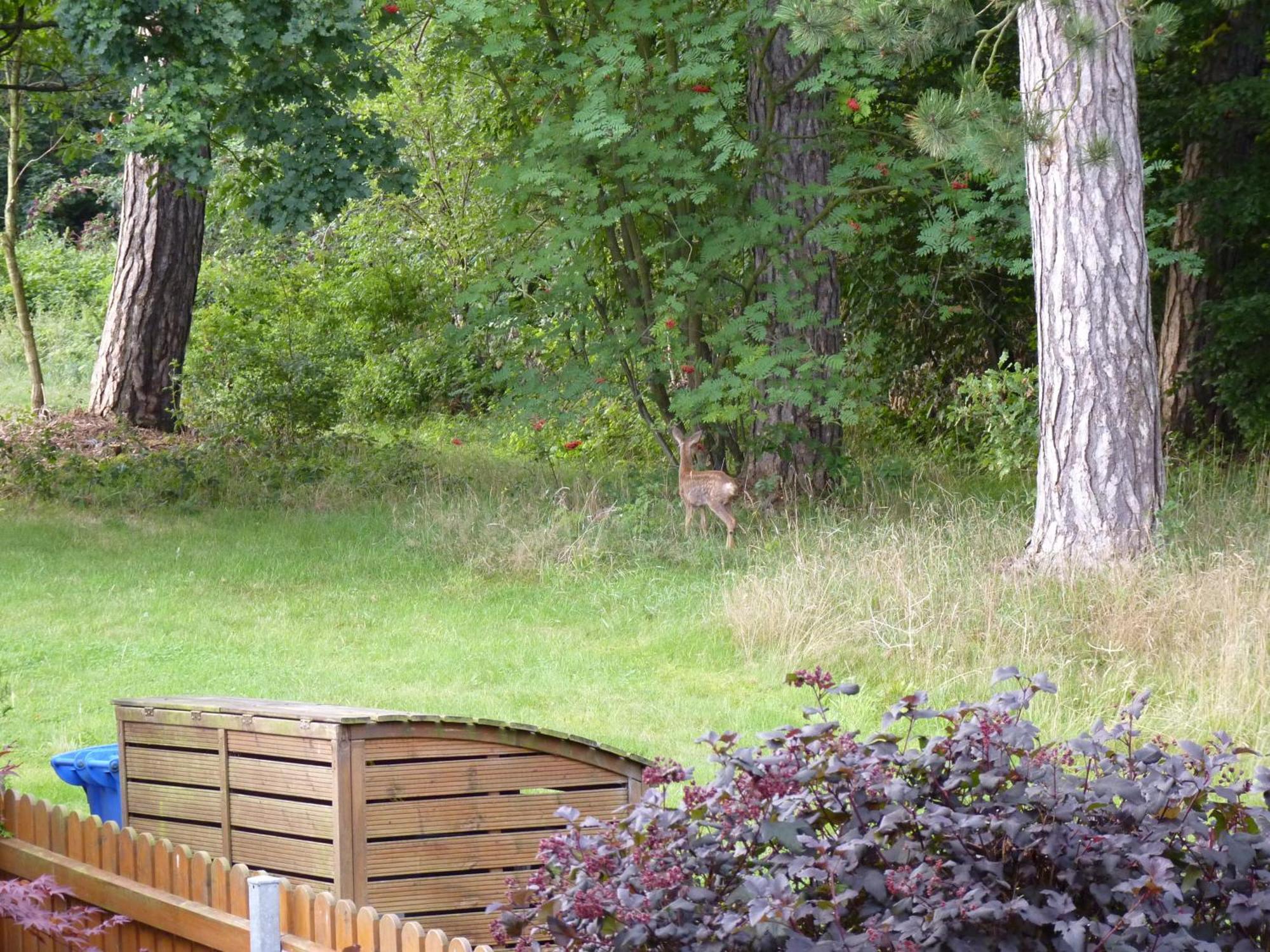 Ferienwohnung Im Wald Mit Kamin باد هازبرغ المظهر الخارجي الصورة