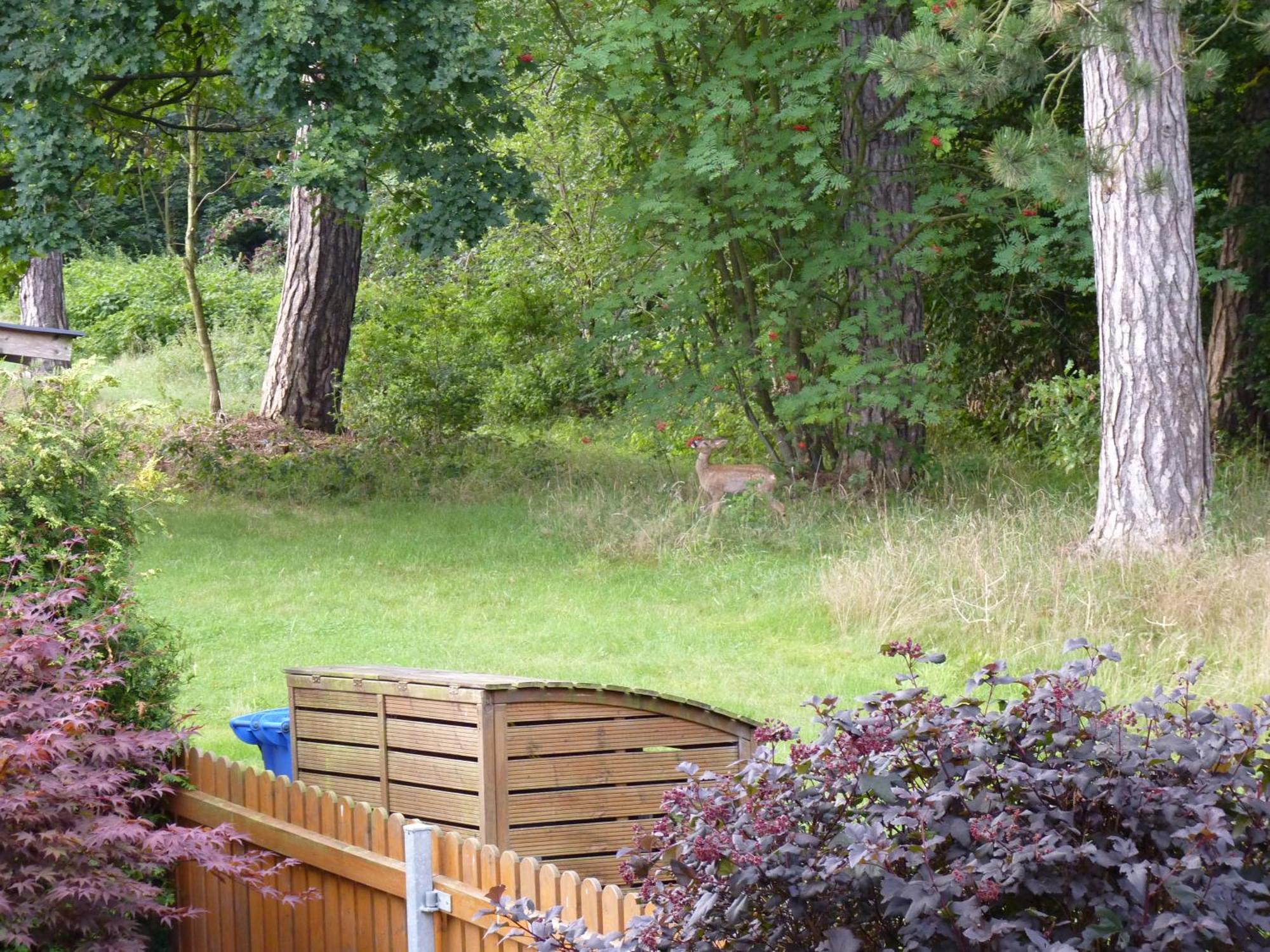 Ferienwohnung Im Wald Mit Kamin باد هازبرغ المظهر الخارجي الصورة